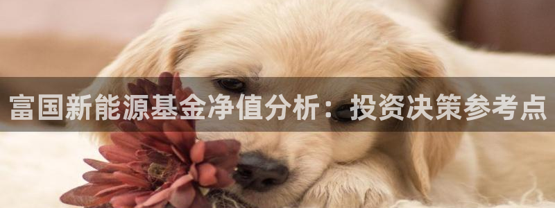 新宝gg挣钱