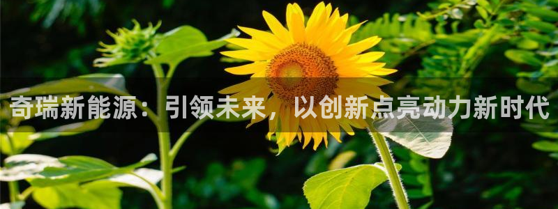 新宝gg待遇